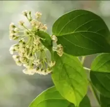 White Mulberry Leaf & Carb Absorption: The Ingredient That Works Earlier